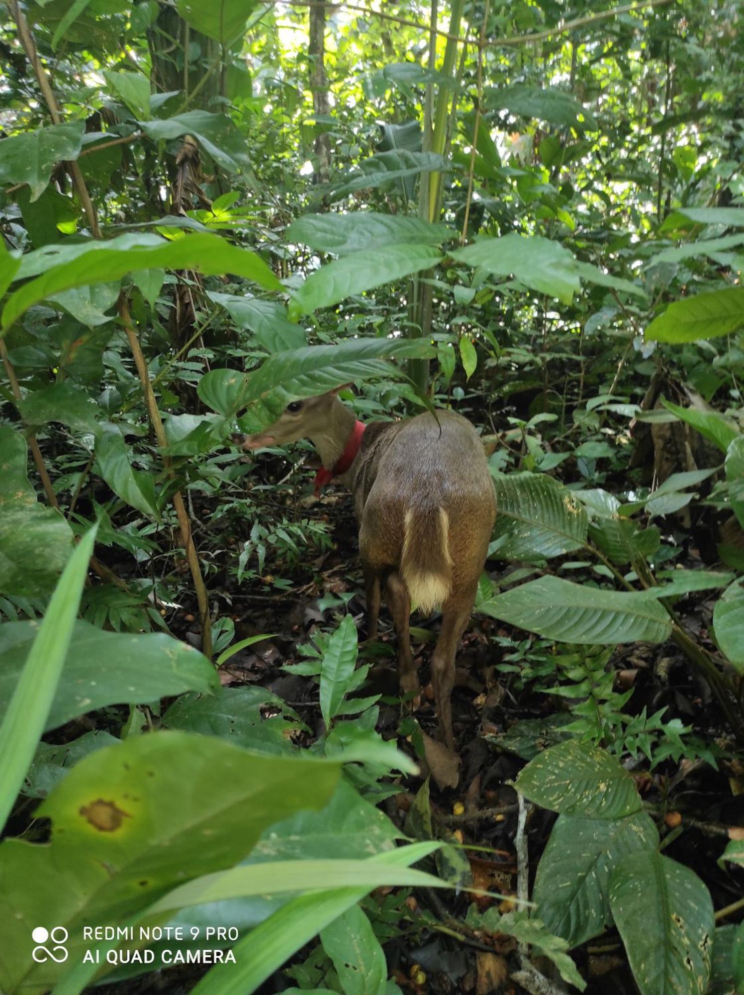 Хостел Castana Amazon Park Пуэрто-Мальдонадо Экстерьер фото
