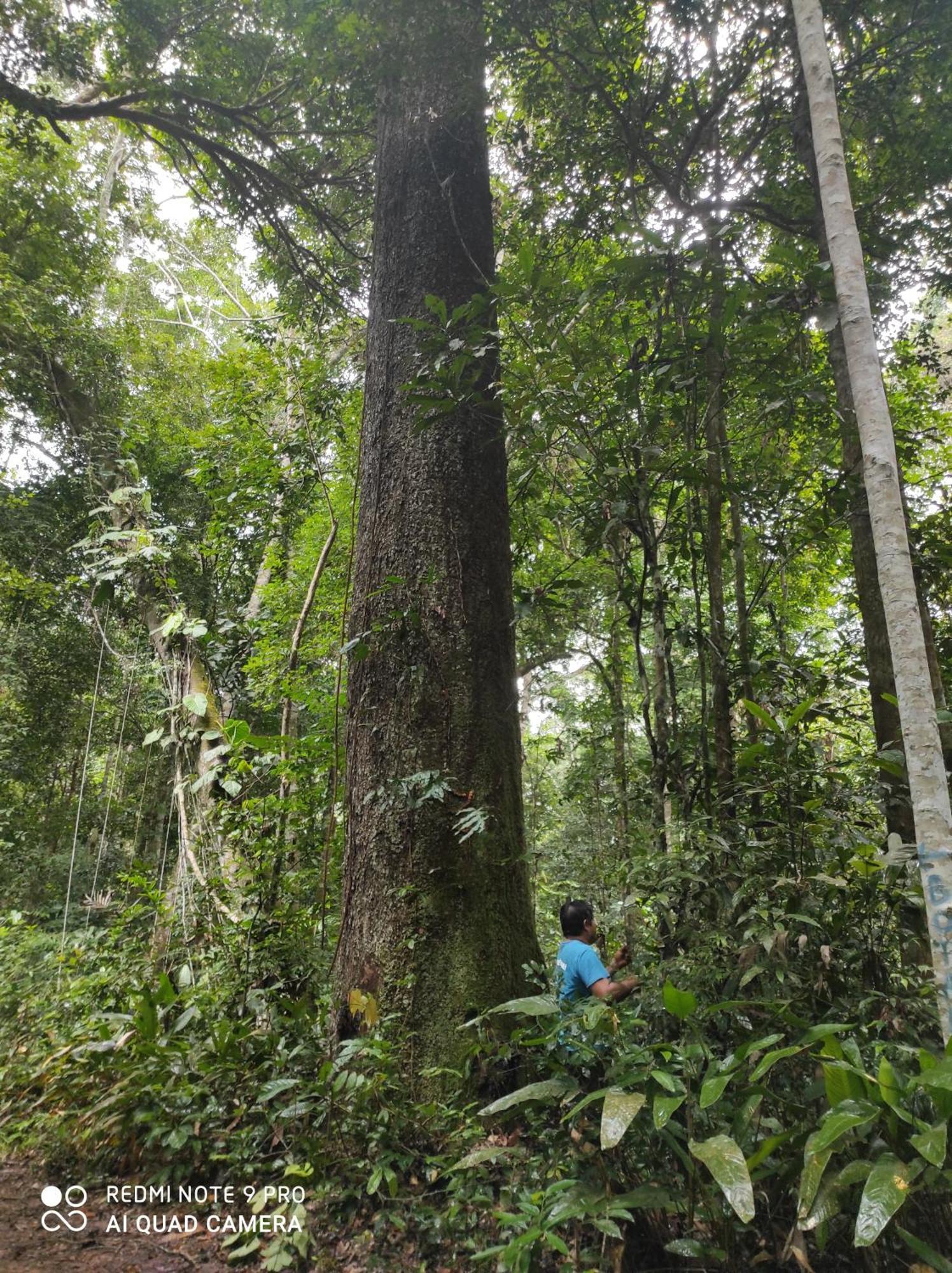 Хостел Castana Amazon Park Пуэрто-Мальдонадо Экстерьер фото